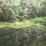 7a-Halle Amselgrund Blick Nach Norden Zu Oberen Teich & Quellhäuschen (1)