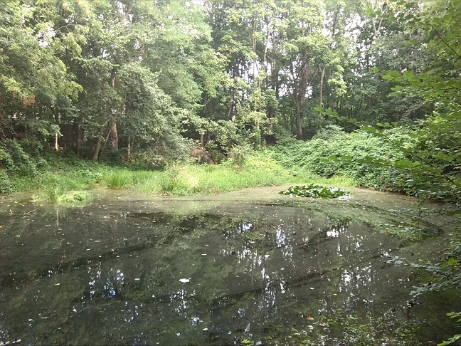 7a-Halle Amselgrund Blick Nach Norden Zu Oberen Teich & Quellhäuschen (1)