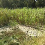 8a-Halle Dölauer Heide Feuchtgebiet Zwischen Harzklubstieg & Am Heiderand Blick Nach Südosten (1)