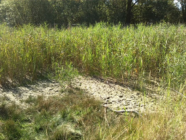 8a-Halle Dölauer Heide Feuchtgebiet Zwischen Harzklubstieg & Am Heiderand Blick Nach Südosten (1)