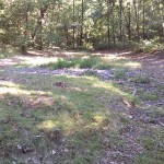 9a-Halle Dölauer Heide Herthateich Blick Nach Nordosten (2)