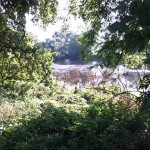 10a-Dessau-Rosslau Muldeabschnitt Südöstlich Kleingarten Schillerpark Blick Nach Nordosten (1)