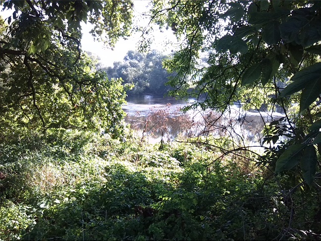 10a-Dessau-Rosslau Muldeabschnitt Südöstlich Kleingarten Schillerpark Blick Nach Nordosten (1)
