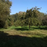 16a-Dessau-Rosslau Muldeaaue An Plankenlinie & Landhaus Blick Auf Streuobstwiese Südostrand Nach Nordwesten (1)