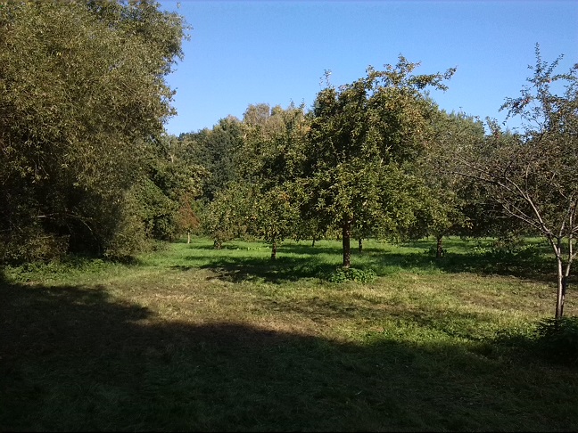 16a-Dessau-Rosslau Muldeaaue An Plankenlinie & Landhaus Blick Auf Streuobstwiese Südostrand Nach Nordwesten (1)