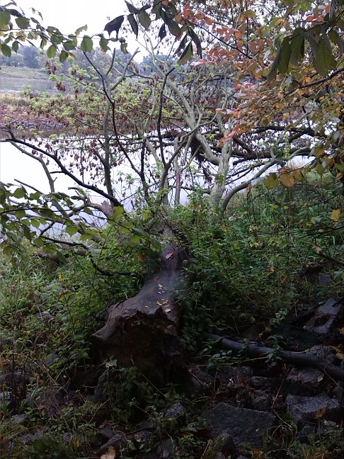 17a-Dessau-Rosslau Ostufer Unterluch Blick Elbeabwärts Nach Südosten (1)