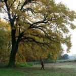 17a-Dieskauer-Park Nordostteil Blick Nach Südwesten Zum Ufer Großer Mühlteich