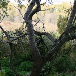 19a-Dieskauer-Park Ostteil Blick Vom Weg Unweit Ostufer Großer Mühlteich Nach Nordwesten Zu Großen Mühlteich