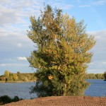 19a-Halle-Büschdorf Hufeisensee Westufer Blick Nach Osten