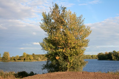 19a-Halle-Büschdorf Hufeisensee Westufer Blick Nach Osten