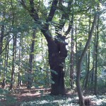 21a-Dessau-Rosslau Muldeaaue Waldstück Zwischen Streuobstwiese Braunsche Lache & Mulde Blick Nach Osten (2)