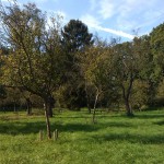 24a-Dessau-Rosslau Muldeaaue Streuobstwiese Braunsche Lache Südostrand Blick Nach Nordwesten (2)