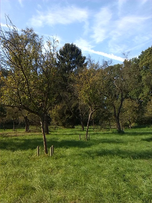 24a-Dessau-Rosslau Muldeaaue Streuobstwiese Braunsche Lache Südostrand Blick Nach Nordwesten (2)