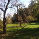 25a-Dessau-Rosslau Muldeaaue Streuobstwiese Braunsche Lache Mittelteil Blick Nach Südosten (1)