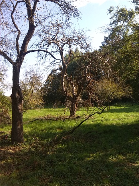 25a-Dessau-Rosslau Muldeaaue Streuobstwiese Braunsche Lache Mittelteil Blick Nach Südosten (1)