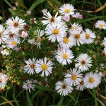 26a-Halle-Büschdorf Hufeisensee Westufer Herbstastern