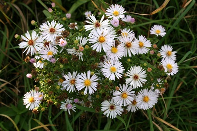 26a-Halle-Büschdorf Hufeisensee Westufer Herbstastern