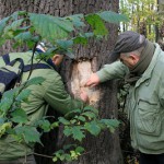 30a-Dieskauer-Park Südostteil Gemeine Esche