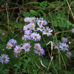 30a-Halle-Büschdorf Hufeisensee Westufer Herbstaster