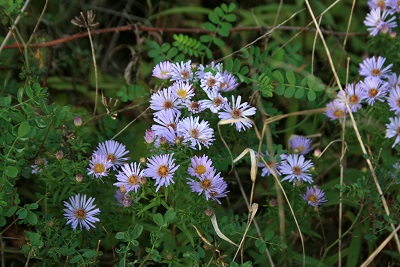 30a-Halle-Büschdorf Hufeisensee Westufer Herbstaster
