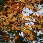 32a-Dieskauer-Park-Südzipfel-Stieleiche-Unweit-Frühere-Wassermühle