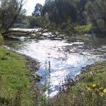 37a-Dessau-Rosslau Muldeaaue Blick Auf Nordzipfel Stillinge Nach Süden (1)