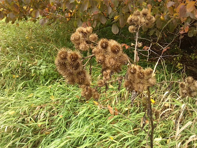 46a-Dessau-Rosslau Nordwestecke Unterluch Große Klette & Flatterulme (1)
