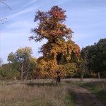 4a-Streuobstwiese Im Nordwestteil Dieskauer-Park Blick Auf Birne Von Süden Nach Norden (1)