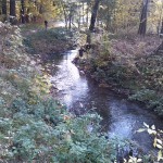 5a-ReideIm Nordwestteil Dieskauer-Park Blick Flussabwärts Nach Südosten (1)