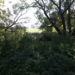 7a-Dessau-Rosslau Muldeabschnitt Südöstlich Kleingarten Schillerpark Blick Nach Osten (1)