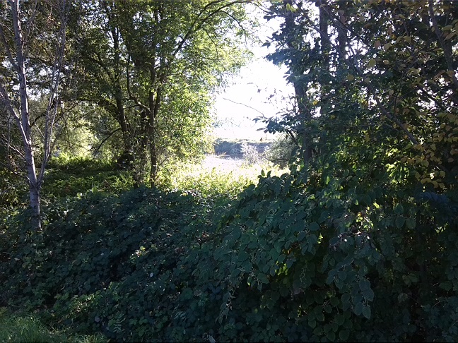 8a-Dessau-Rosslau Muldeabschnitt Südöstlich Kleingarten Schillerpark Blick Nach Nordosten (1)