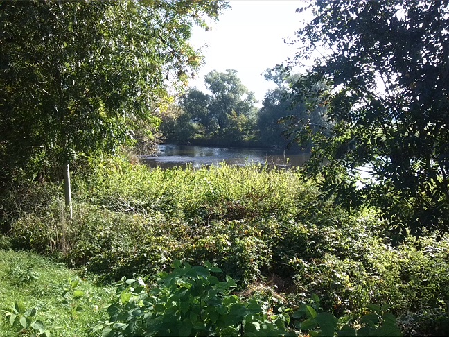 9a-Dessau-Rosslau Muldeabschnitt Südöstlich Kleingarten Schillerpark Blick Nach Nordosten (1)