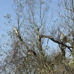 11-Berga-Kelbra Thyramündungsgebiet In Helme Blick Nach Nordosten