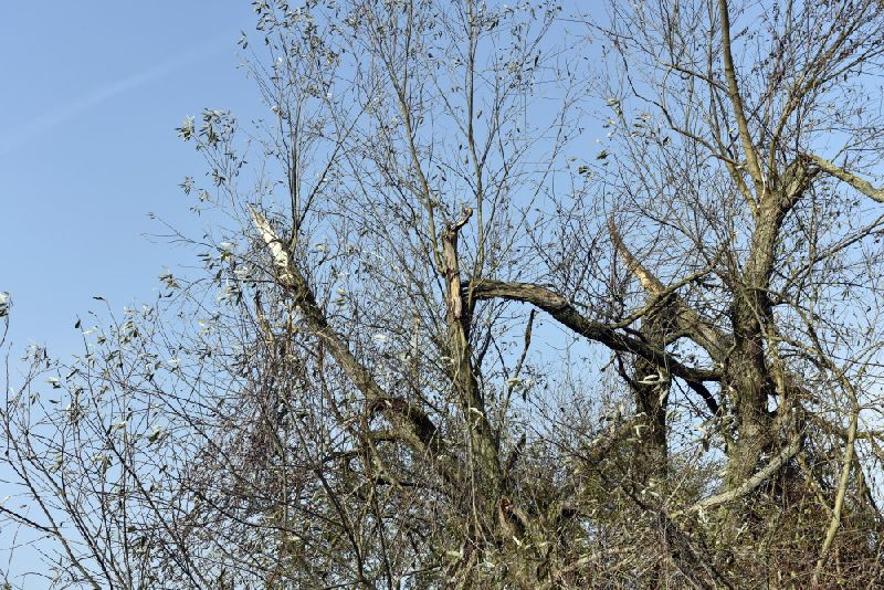 11-Berga-Kelbra Thyramündungsgebiet In Helme Blick Nach Nordosten