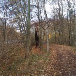 13a-Leipzig Pleißeaue Blick Nach Norden In Richtung Brücke Zwischen Neue Linie Streitholz & Der Beipert (1)