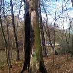 14a-Leipzig Pleißeaue Blick Nach Nordwesten In Richtung Brücke Zwischen Neue Linie Streitholz & Der Beipert (2)