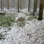 26a-Leipzig Burgaue Nordostteil Am Reitweg Blick Nach Süden (1)