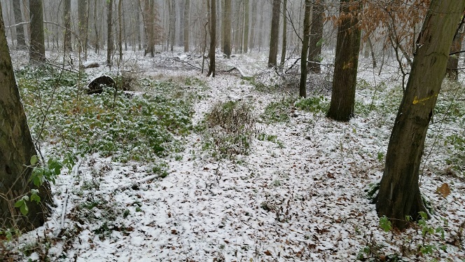 26a-Leipzig Burgaue Nordostteil Am Reitweg Blick Nach Süden (1)