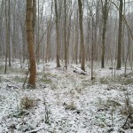 28a-Leipzig Burgaue Nordostteil Am Reitweg Blick Nach Süden