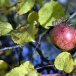 51-Berga-Kelbra Apfel An Thyrawehr Berga An Lindenstraße