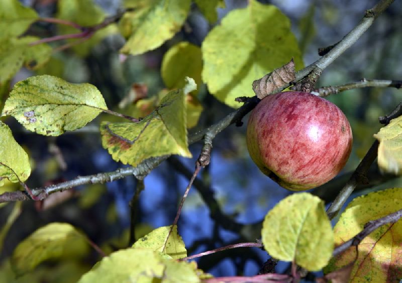 51-Berga-Kelbra Apfel An Thyrawehr Berga An Lindenstraße