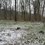 6a-Leipzig Abholzung 25 Bäume Auenwinkel Nahle & Neue Luppe Westlich Gustav-Esche-Straße Blick Nach Westen