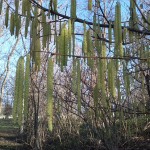 31a-Leuna Ockendorf Gemeine Hasel Unweit Saaleufer Auestraße (1)