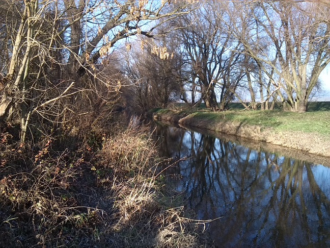 44a-Leuna Spitze Saale & Abtrennung Mittelkanal Blick Nach Nordwesten Mittelkanalabwärts (1)