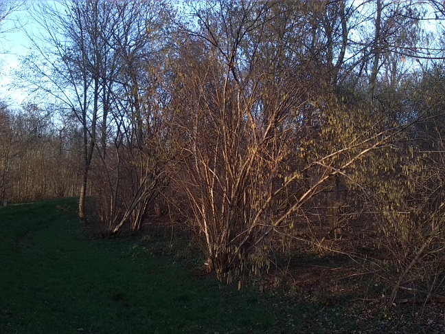 64a-Merseburg Südwestrand Fasanerie Blick Von Deich Nach Nordosten Aufgemeine Hasel (2)