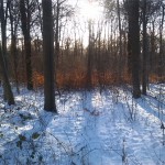 14a-Hakel Nordwestteil Blick Vom Verbindungsweg Heteborn & Cochstedt Durch Hakel Blick Auf Wald Nach Südosten (1)