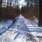 15a-Hakel Nordwestteil Blick Vom Verbindungsweg Heteborn & Cochstedt Durch Hakel Blick Auf Weg Nach Südosten (2)