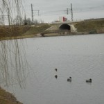 20a-Merseburg-Südwestufer-Hinterer-Gotthardteich-Blick-Nach-Nordosten-Zu-Bahndamm-Verbindung-Vorderer-Gotthardteich