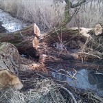 38a-Merseburg Nordbereich Untere Geiselaue Blick Nach Südosten Zu Klyegraben (1)