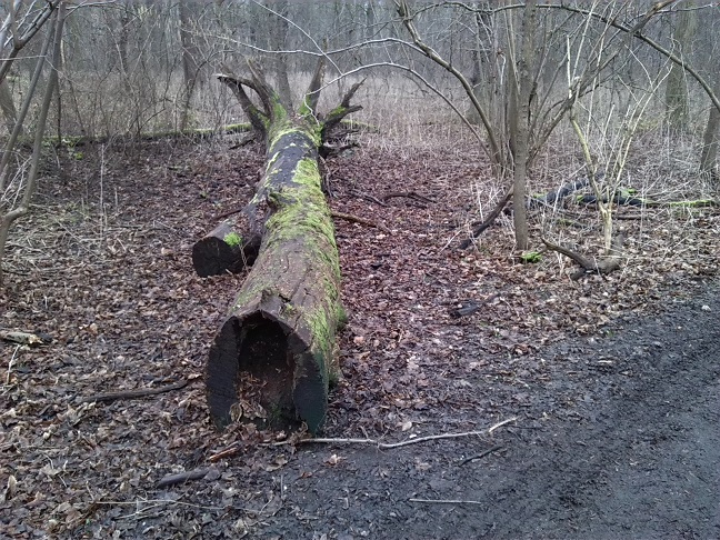 3a-Blick Von Ostweg NSG Peißnitz Nach Nordwesten (1)